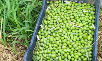 Græske Grønne Oliven, 1000 gram, økologiske