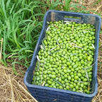 Græske Grønne Oliven, 1000 gram, økologiske