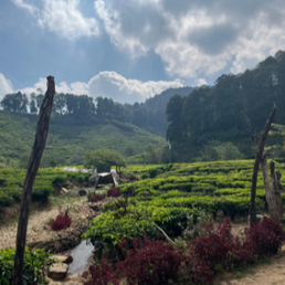 Indonesien, hele kaffebønner, 1 kg, mellemristet, økologisk