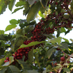 Etiopien, hele kaffebønner, 1 kg, mellemrist, økologisk