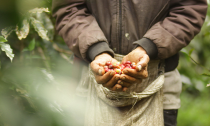 Indonesien, hele kaffebønner, 1 kg, mellemristet, økologisk