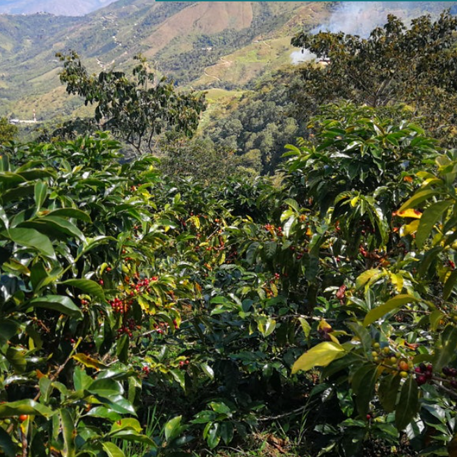 Peru, hele kaffebønner, mellemristet, 1 kg, økologisk