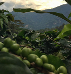 Colombia, hele kaffebønner, 1 kg, lysristet, økologisk