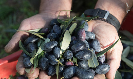 Græske Kalamata Oliven, 1000 gram, økologiske