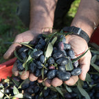 Græske Kalamata Oliven, 1000 gram, økologiske