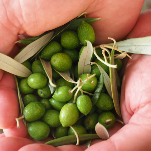 Olivenolie, 500 ml, metaldunk, økologisk, koldpresset ekstra jomfru