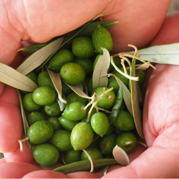 Olivenolie, 500 ml, metaldunk, økologisk, koldpresset ekstra jomfru