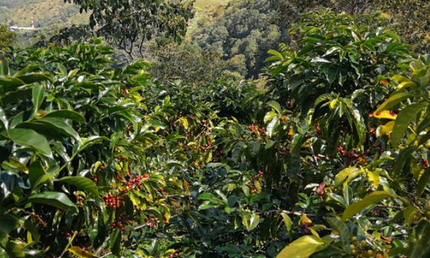 Peru, hele kaffebønner, mellemristet, 1 kg, økologisk