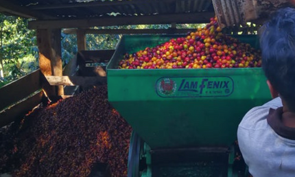 Peru, hele kaffebønner, mellemristet, 1 kg, økologisk