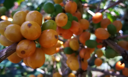 Peru, hele kaffebønner, mellemristet, 1 kg, økologisk