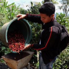Indonesien, hele kaffebønner, 1 kg, mellemristet, økologisk