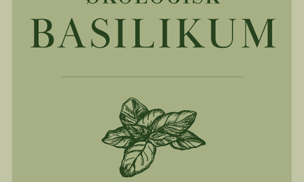 Basilikum, 75 gram, økologisk